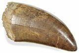 Pristine, Serrated Tyrannosaurus (T-Rex) Tooth - Montana #246274-1
